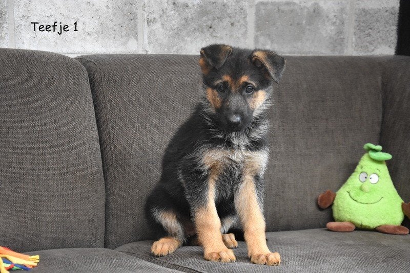 Duitse Herder pups, Plusieurs, Hépatite contagieuse (maladie de Rubarth), Belgique, Berger