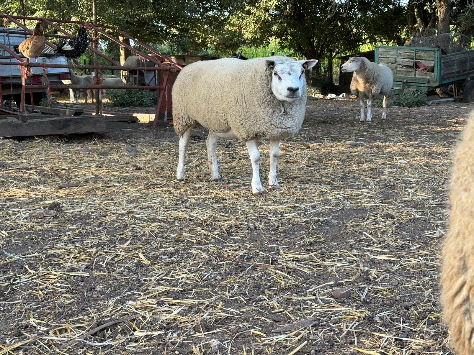 Moutons, Femelle, Mouton, 3 à 5 ans