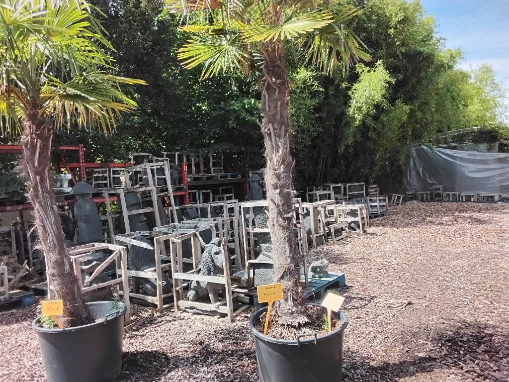 palmbomen   min 30%   op alle  bomen, Tuin en Terras, 250 tot 400 cm, Zomer, Palmboom, Ophalen