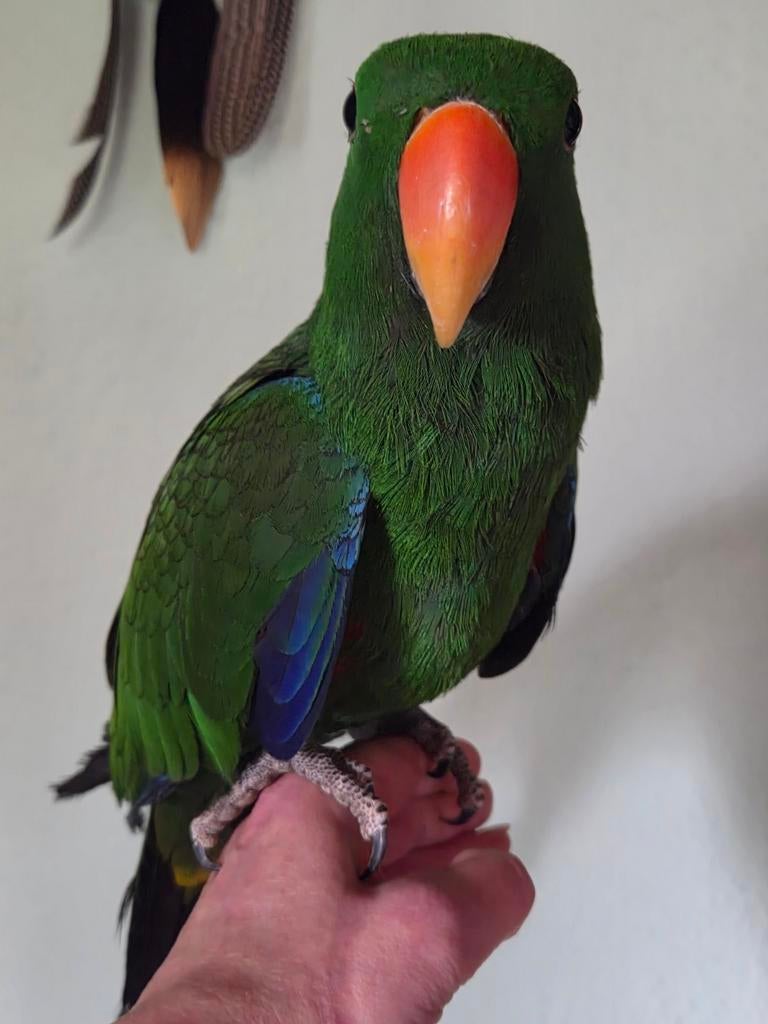 Molukse Eclectus Edelpapegaai Tam baby, Tam