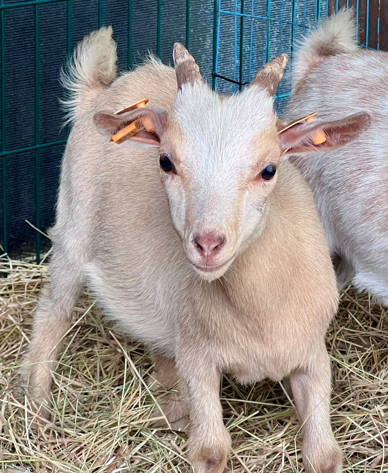 Dwerggeit bokje licht beige, Dieren en Toebehoren, Schapen, Geiten en Varkens, Mannelijk, Geit, 0 tot 2 jaar