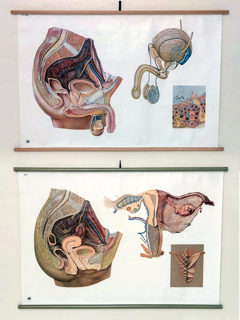 anatomische schoolplaten, Ophalen of Verzenden, Natuur en Biologie