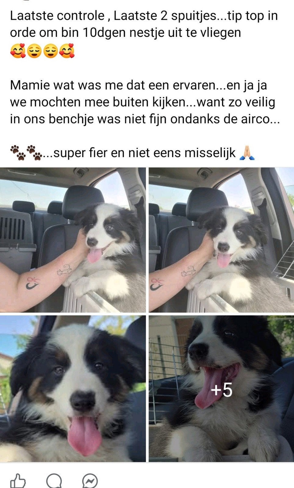 Border Collie pups huiselijk en sociaal opgroeiend getest, Parvo, België, Fokker | Hobbymatig, 8 tot 15 weken