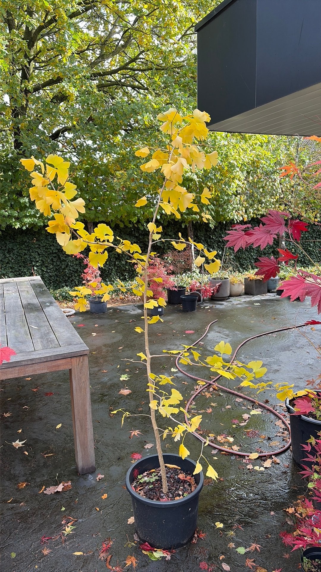Ginkgo Biloba, japanse notenboom (180 cm), Tuin en Terras, Ophalen