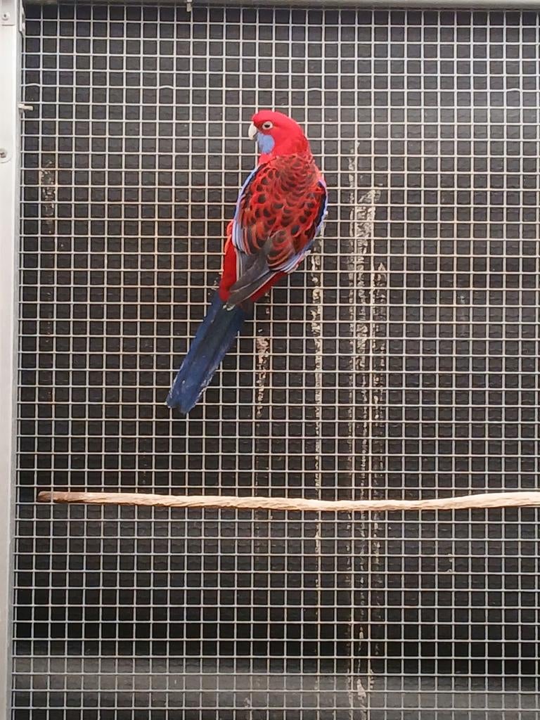 Gezocht rode pennant pop van 24 of 25