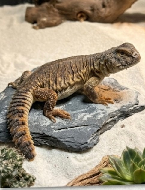 Uromastyx nigriventris flame duo, Animaux & Accessoires