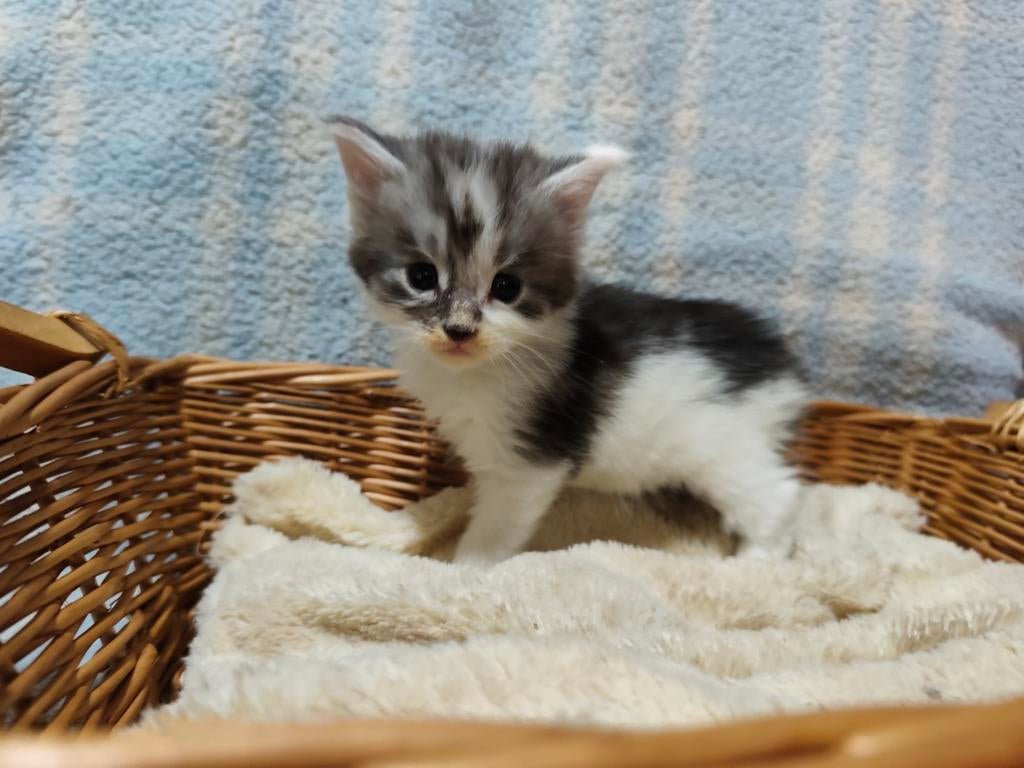 Chatons maine coon avec pédigree, Plusieurs animaux, À poils longs, 0 à 2 ans