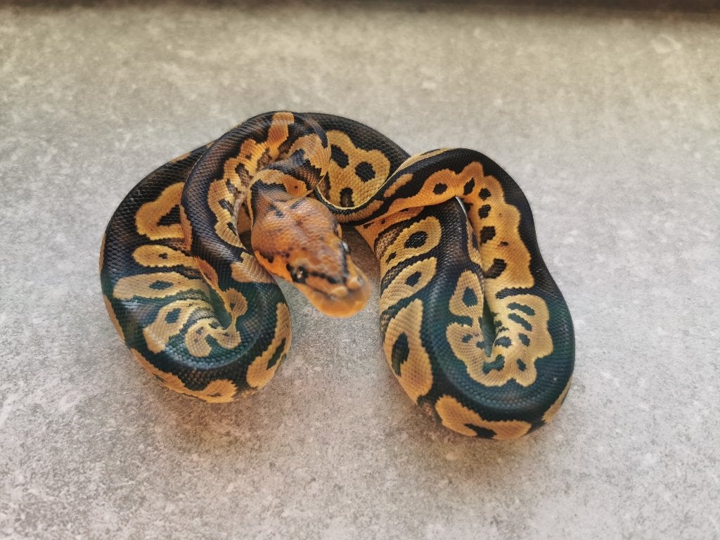 koningspython; python regius; 0.1; Clown Ball Python photo 3