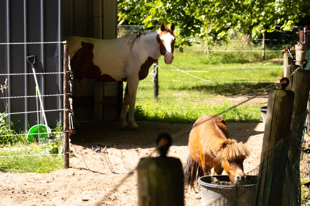 Word vrijwilliger bij P.aardentuin Sanctuary vzw, Dieren en Toebehoren, Paarden
