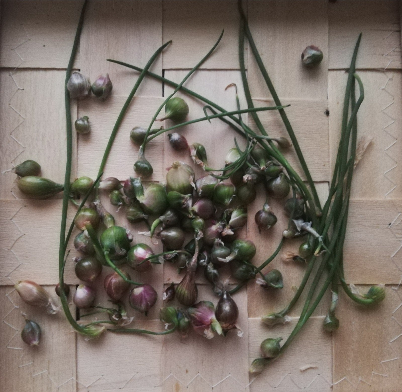 77 petit bubilles d'oignons rocambolles, Jardin & Terrasse, Bulbes & Semences, Oignon, Toute l'année, Enlèvement ou Envoi