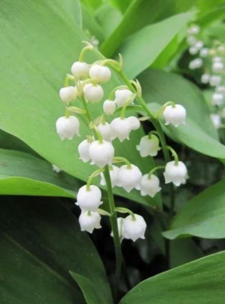 Meiklokjes, Tuin en Terras, Ophalen