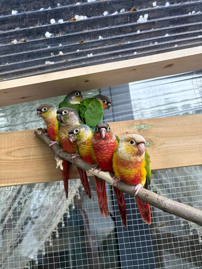 Echange 7 conure molinae + une grosse sommes d’argent, Animaux & Accessoires
