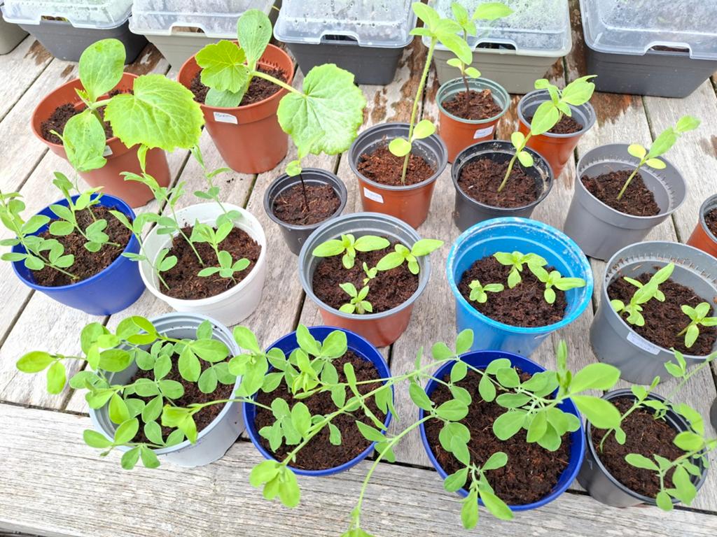 Planten, Tuin en Terras, Planten | Tuinplanten, Ophalen