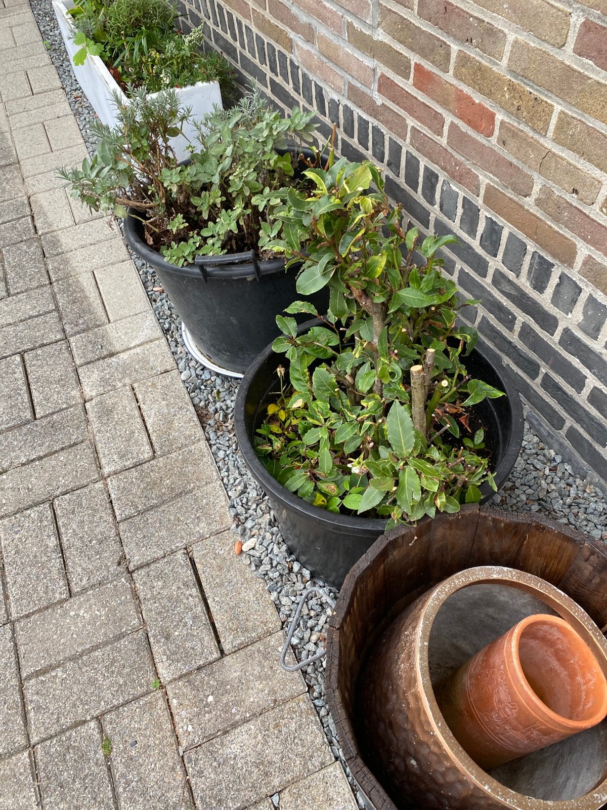 laurier tuinplanten, Tuin en Terras, Ophalen