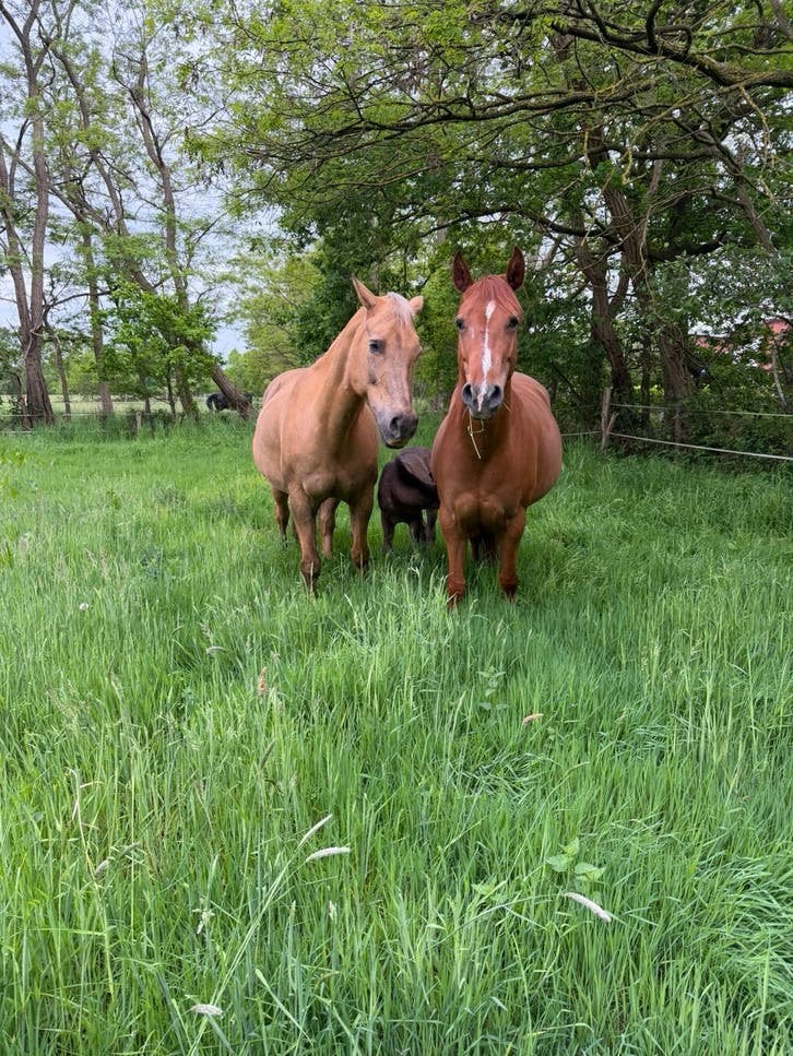 Plaatsen vrij in privestal, Dieren en Toebehoren, Stalling, 4 paarden of pony's of meer