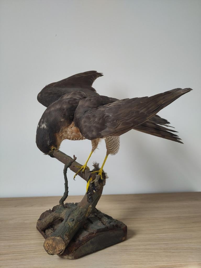 Opgezette sperwer met prooi - taxidermie - vintage, Enlèvement, Comme neuf, Oiseaux, Animal empaillé