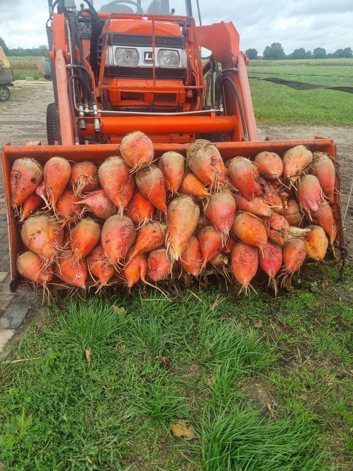 voederbieten, Ophalen