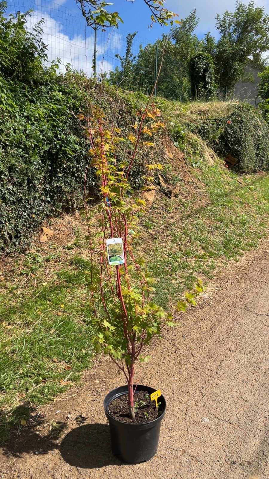 Érable du Japon Sangokaku –coup à de cœur pour le jardin, Jardin & Terrasse, Plantes | Arbres, Enlèvement ou Envoi, Printemps