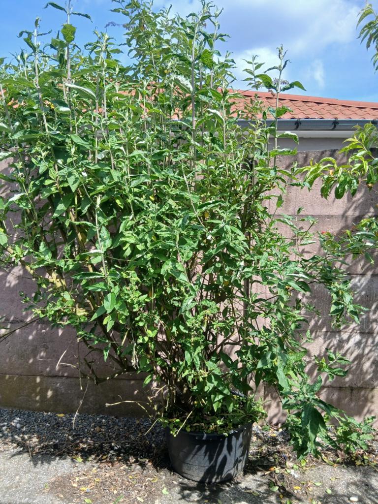 Vlinderstruiken paars 7+ jaar oud in kuip, Tuin en Terras, Ophalen, Vlinderstruik, Struik
