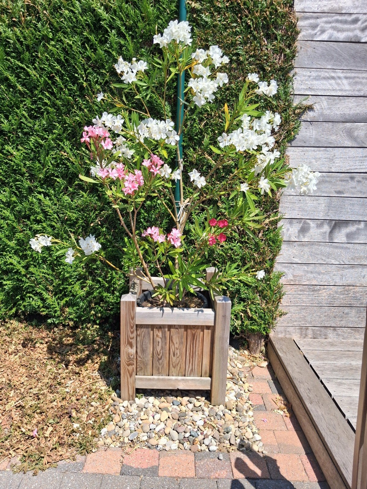 Te koop plantenbak met plant inclusief   1 jaar oud., Ophalen