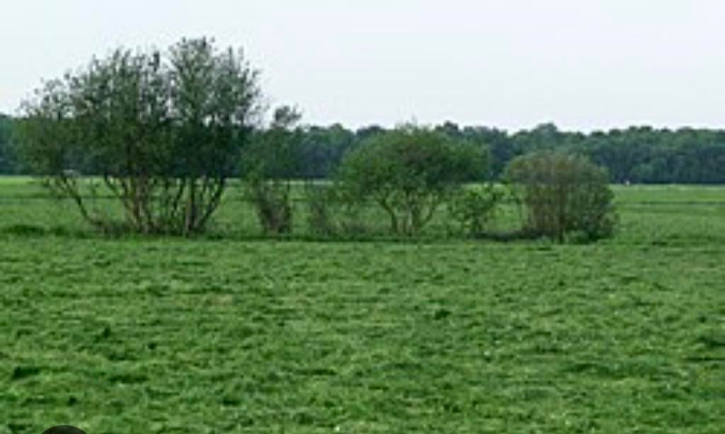 Weide grasland te huur, Dieren en Toebehoren, Stalling en Weidegang, Weidegang