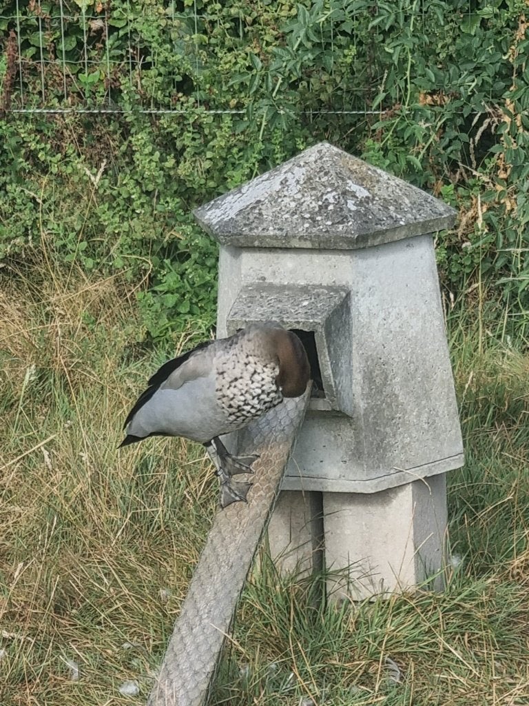 Manenganzen, Dieren en Toebehoren, Vogels | Overige Vogels, Meerdere dieren, Tropenvogel, Tam