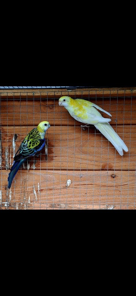 Bleekkop rosella kweekkoppel 2022, Dieren en Toebehoren, Vogels | Parkieten en Papegaaien, Meerdere dieren, Parkiet, Geringd