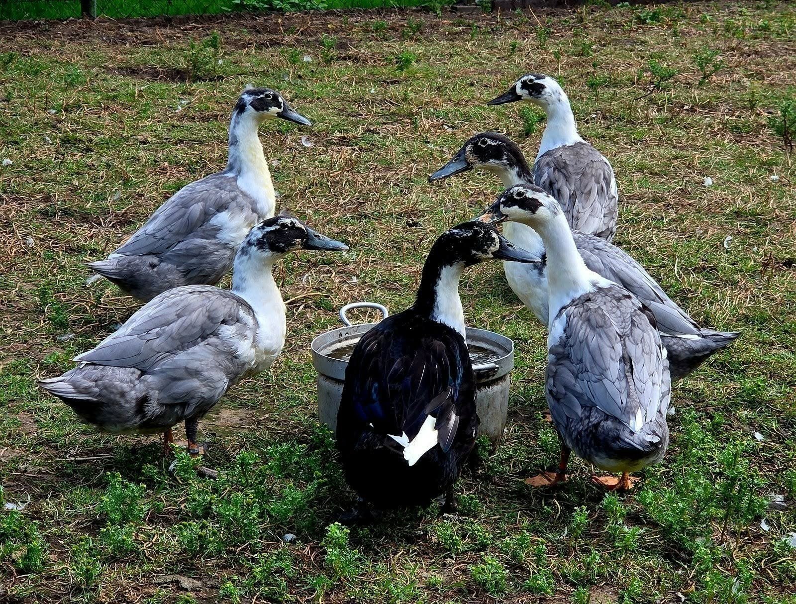 huttegemse eenden, Meerdere dieren, Eend