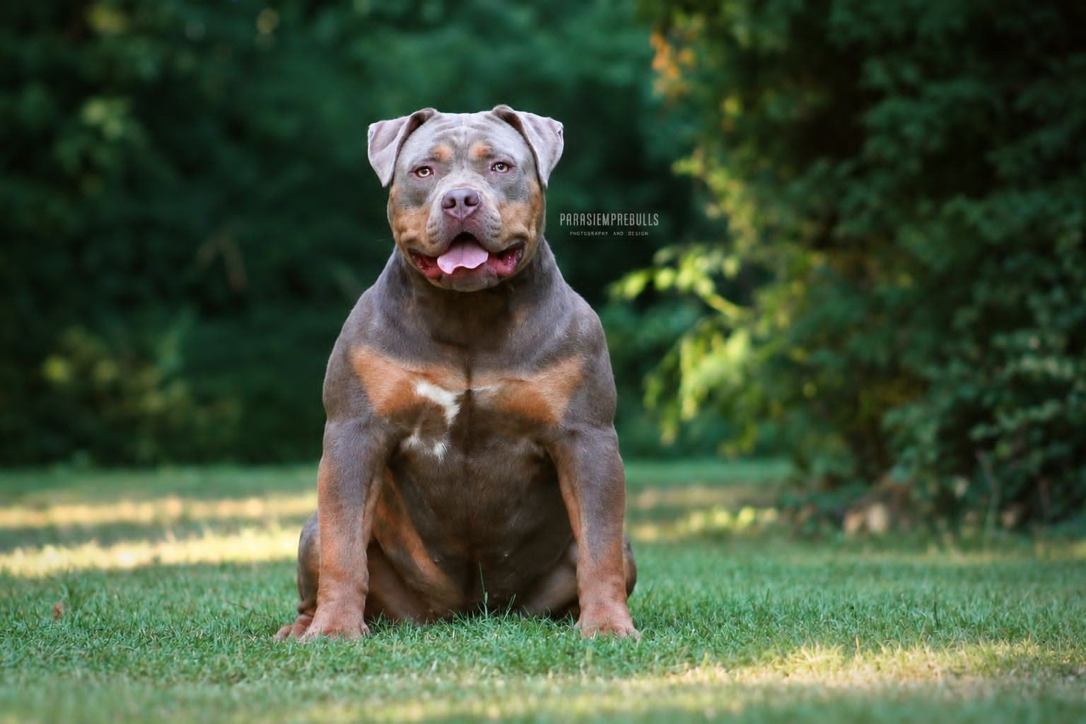 Bully américain tricolore lilas exclusif avec ABKC, 1 à 2 ans, Hépatite contagieuse (maladie de Rubarth), Pays-Bas, Éleveur | Loisir