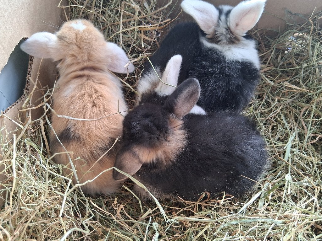 konijnen, Plusieurs animaux, Nain, Oreilles tombantes, 0 à 2 ans