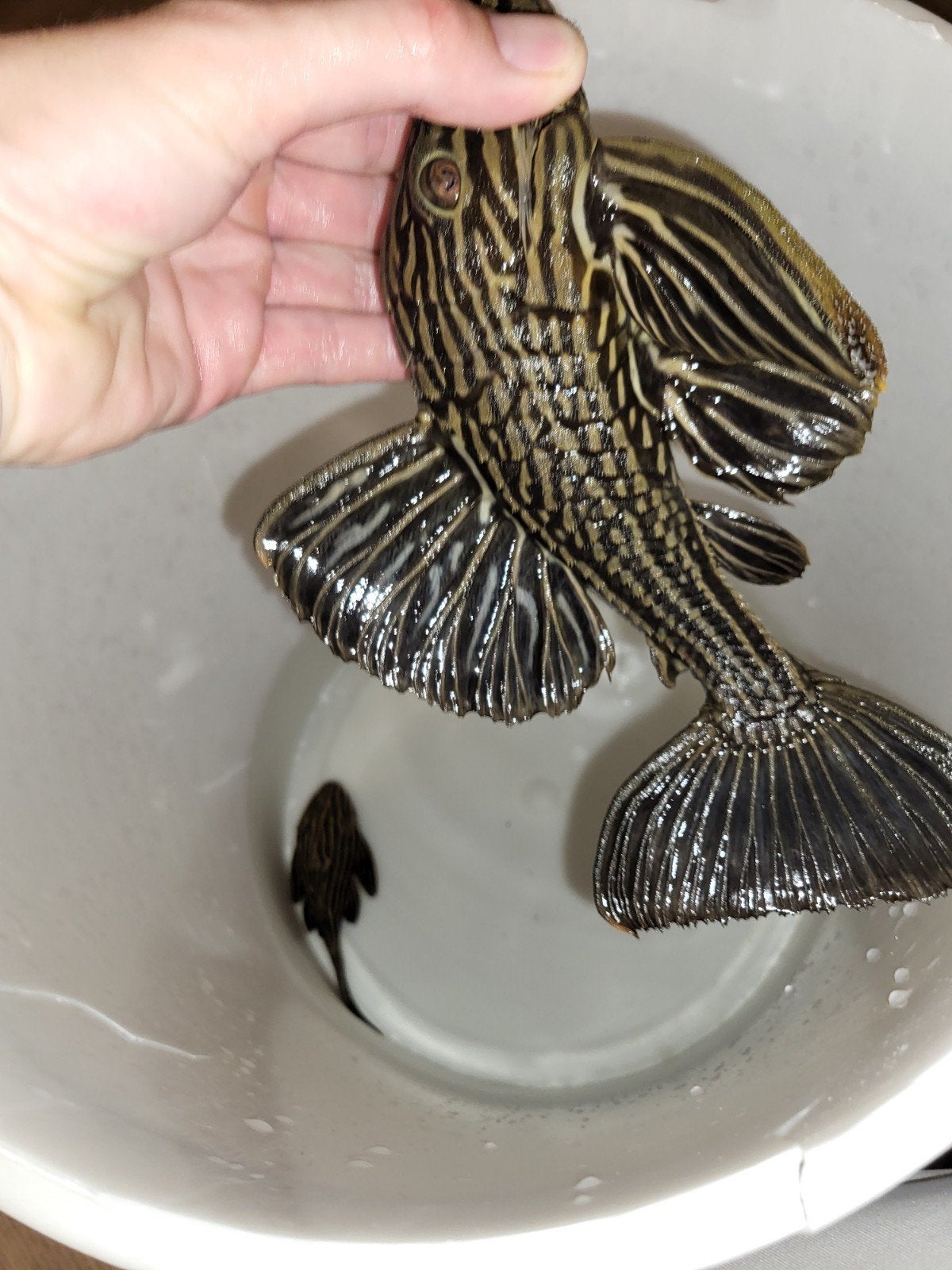 l027d panaque golden thunder, Animaux & Accessoires, Poisson