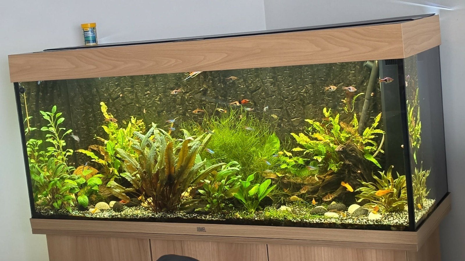Aquarium JUWEL 240L complet + Pompe externe JBL e902, Pompe, Aquarium d'eau douce rempli, Comme neuf, Juwel
