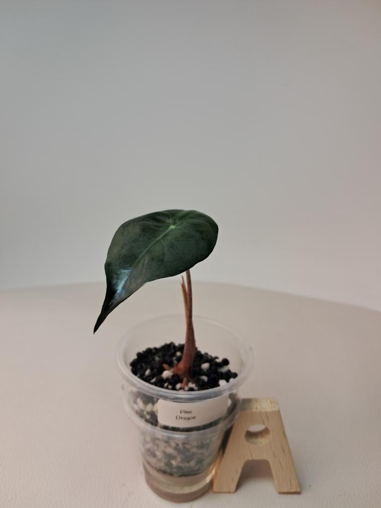 Alocasia roze draak | En Stratum, Huis en Inrichting, Kamerplanten