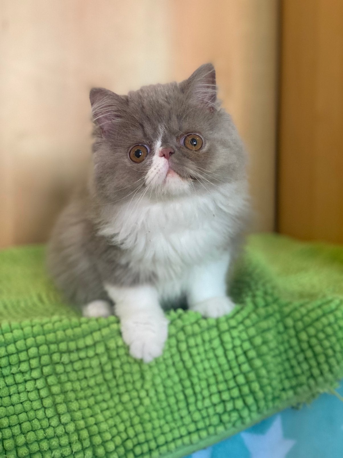 Exotic korthaar langhaar, Plusieurs animaux, Avec pedigree, 0 à 2 ans