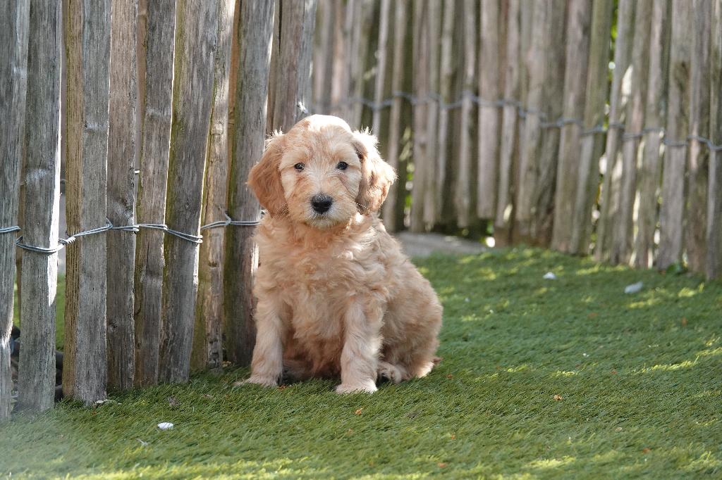 Magnifiques mini chiots Labradoodle (arbre généalogique), Autres races, Plusieurs, Hépatite contagieuse (maladie de Rubarth), Belgique