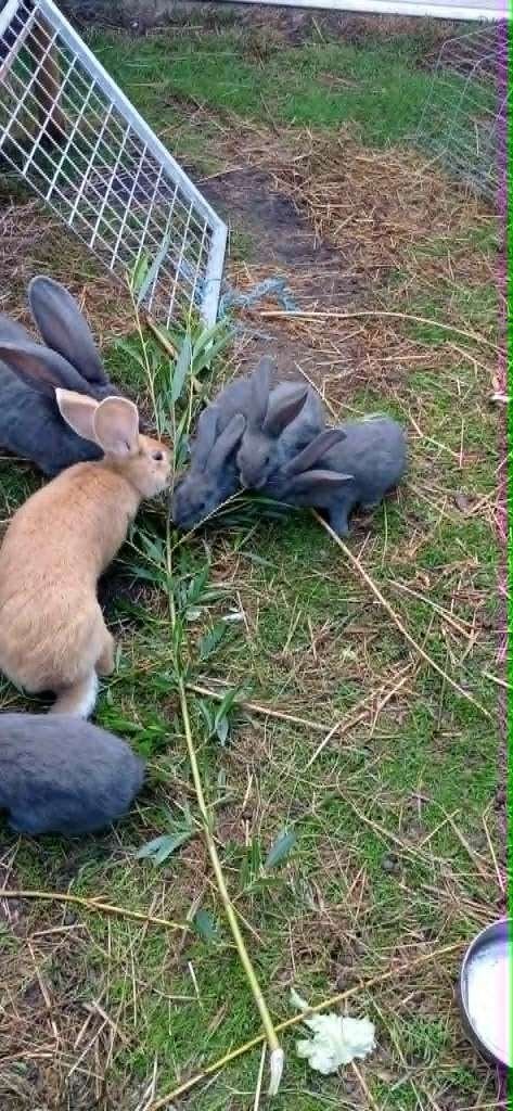Gele Vlaamse reus voedster, Dieren en Toebehoren, Konijnen, Vrouwelijk, Groot, 0 tot 2 jaar