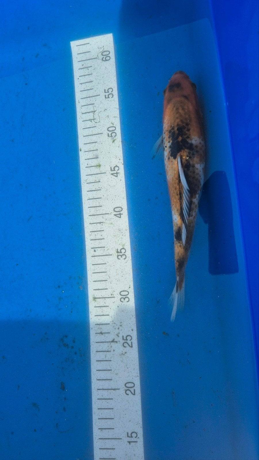 koi, Karper of Koi