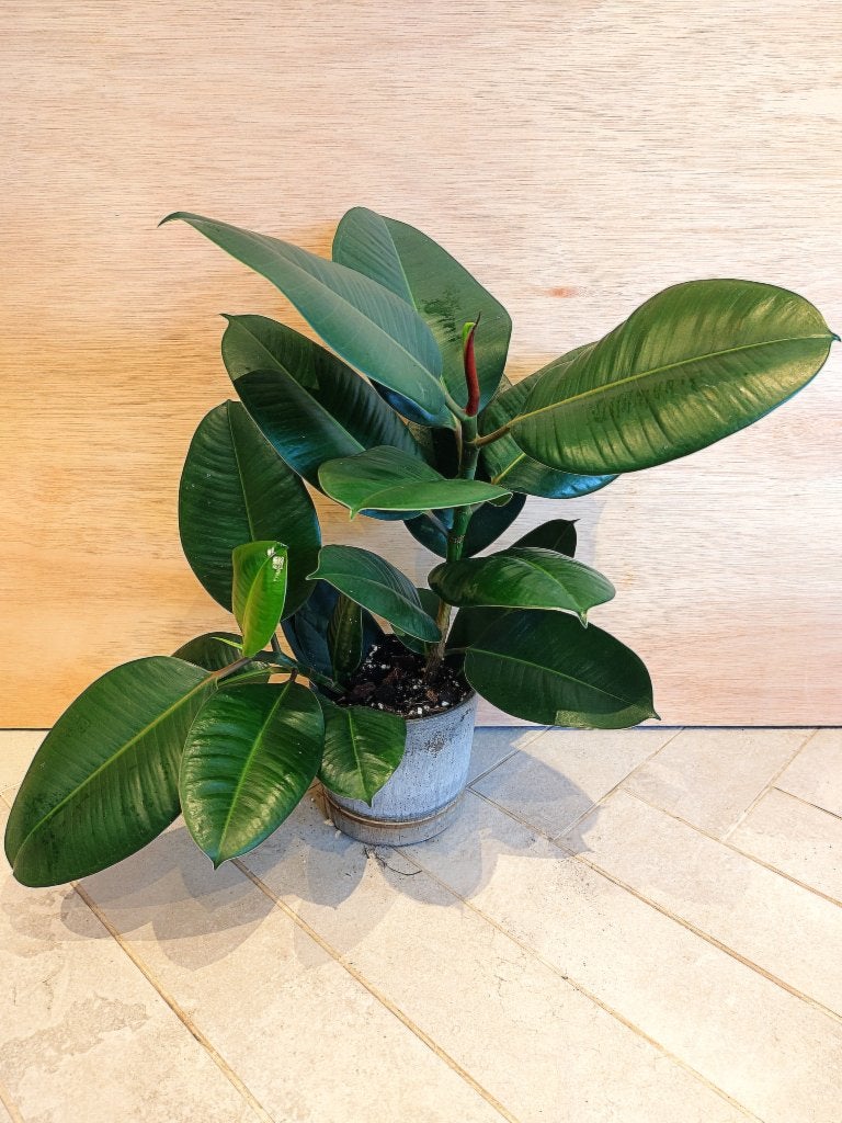 Ficus Elastica Robusta, Ophalen, Ficus, In pot, Volle zon