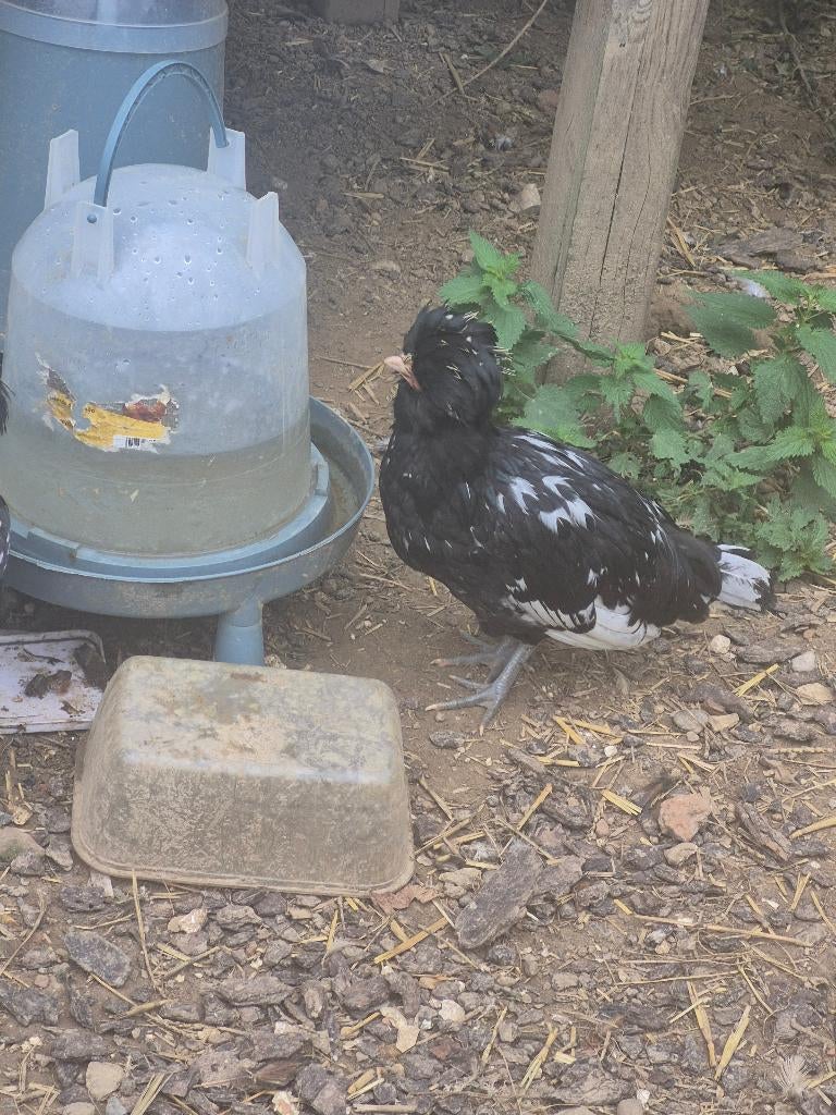 Padua haan, À donner. GRATIS PADUA HAAN, Mâle, Poule ou poulet