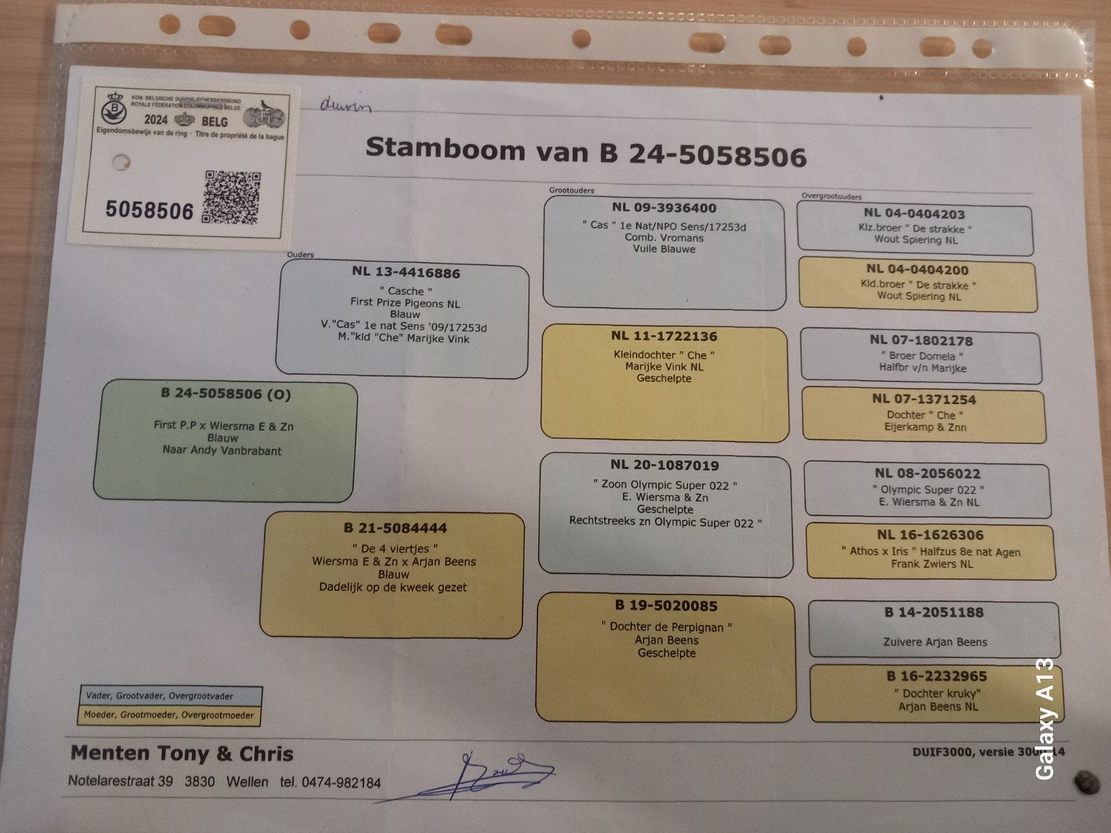 kweekduivin menten tony, Dieren en Toebehoren, Vrouwelijk, Postduif