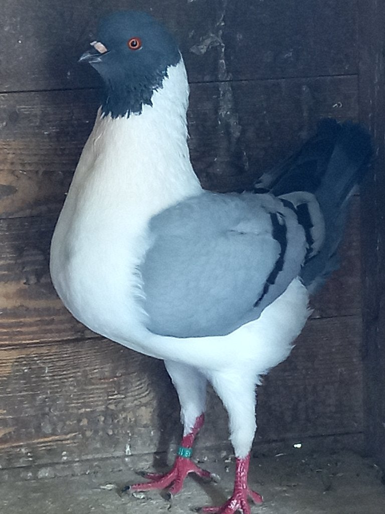 Duitse modena, Dieren en Toebehoren
