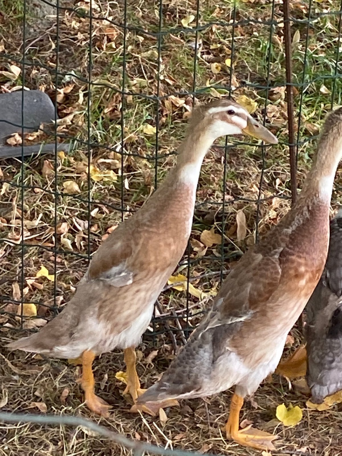 Jonge indische loopeenden, Canard