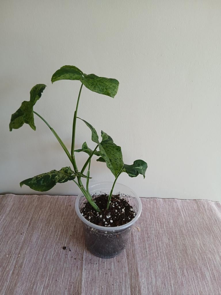 Syngonium, Enlèvement