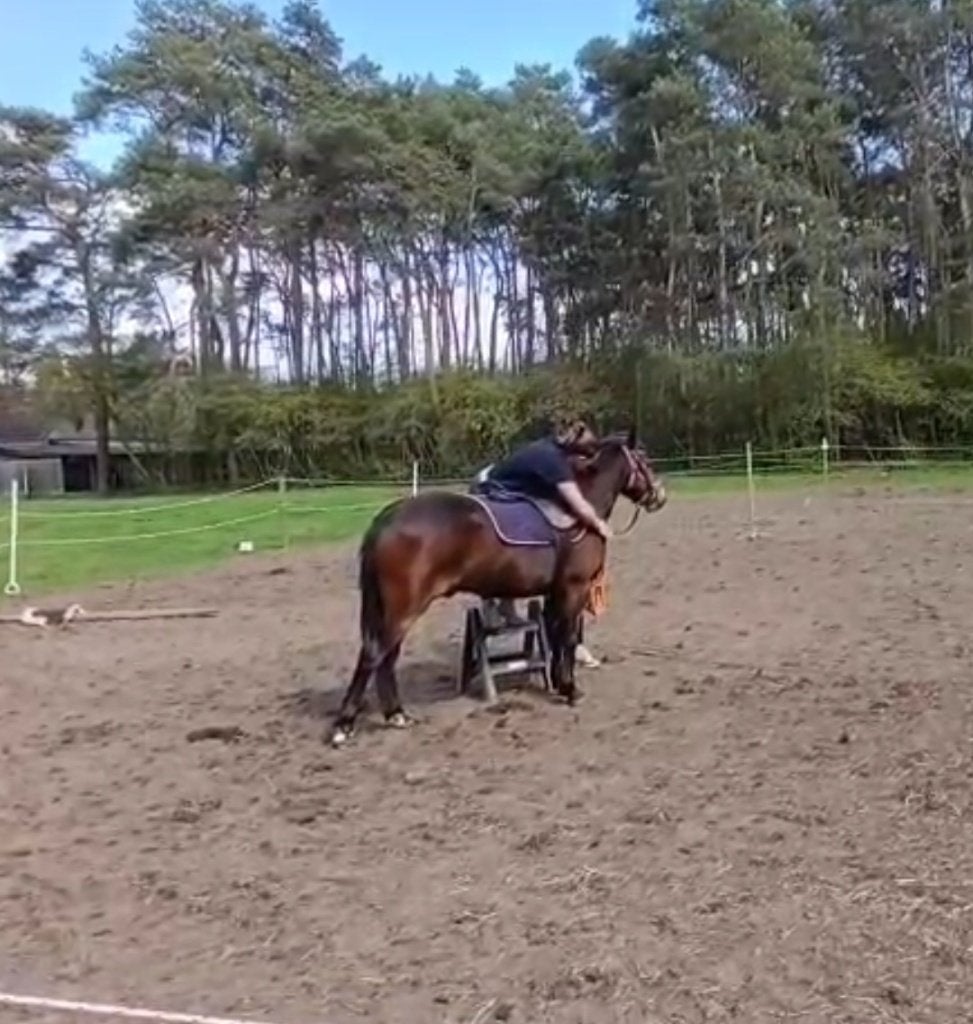 Pony's zadelmak maken, Plusieurs animaux, Débourré, Poney D (1.37 m à 1.48m), 3 à 6 ans