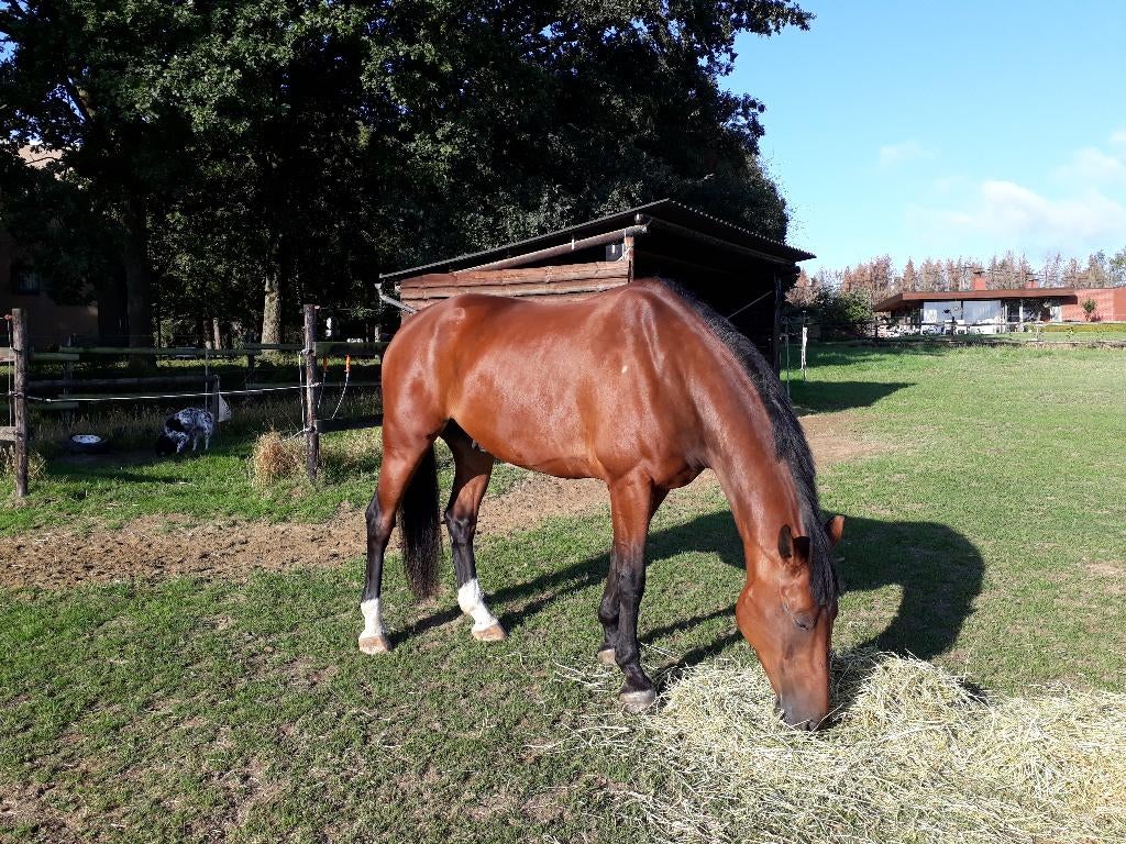 weidemaatje, Dieren en Toebehoren, Paarden, Ruin, 170 tot 175 cm, 11 jaar of ouder, Recreatiepaard, Met stamboom, Gechipt, Ontwormd