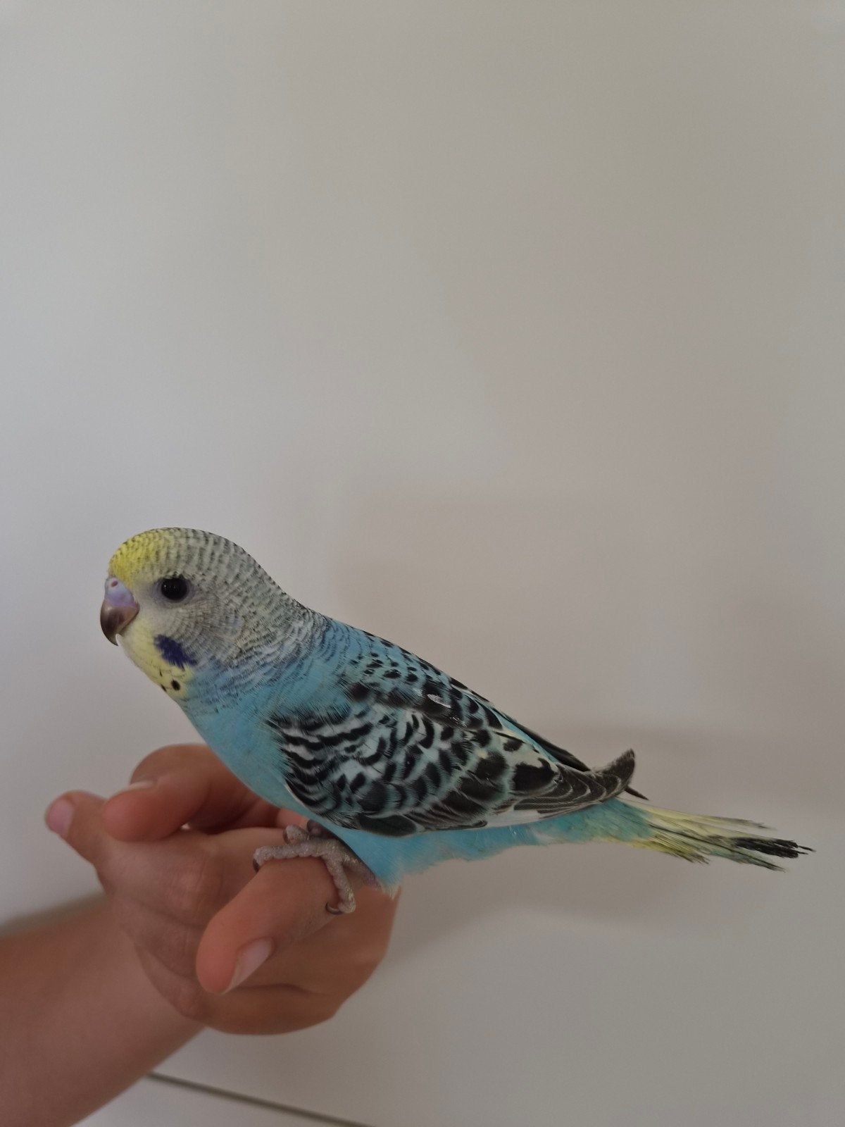Tam grasparkietje, Animaux & Accessoires, Oiseaux | Perruches & Perroquets, Sexe inconnu, Perruche, Domestique