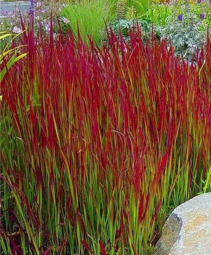Imperata 'Red baron' of Bloedgras, Plein soleil, Été, Enlèvement, Graminées ornementales