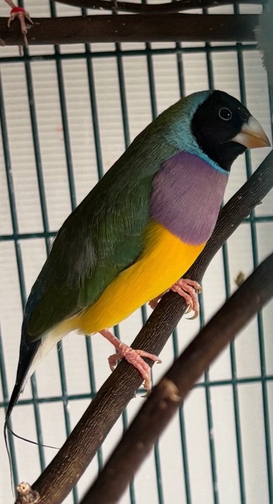 Gouldamadine, Dieren en Toebehoren, Vogels | Overige Vogels, Mannelijk, Tropenvogel