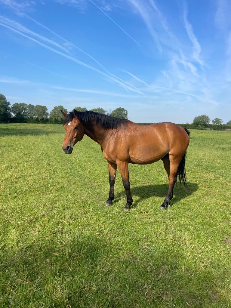 Heel Chic Springpaard, Dieren en Toebehoren, Springpaard, Met stamboom, Ruin, 170 tot 175 cm