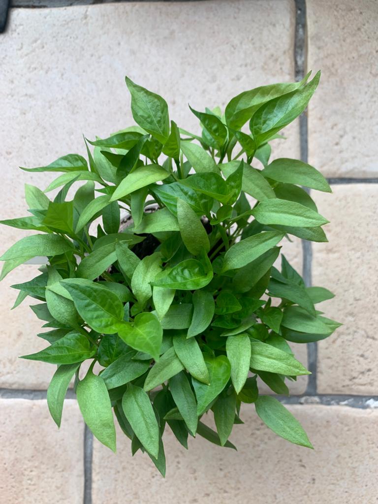 Zoete punt Paprika plantjes, Ophalen